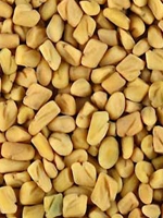 Methi / Fenugreek 