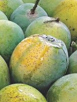 Himsagar Mango 