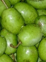 Jalpai / Olive 
