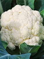 Fulkopi(Cauliflower) 