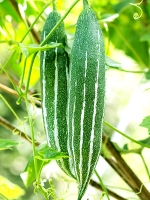 Chichingga/ Snake Gourd 