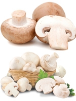  Mushroom 