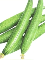 Dundul / Sponge Gourd 