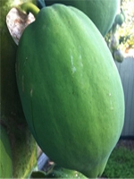 Pepe/ Papaya 
