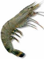 Chingri Fish 