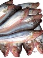 Pabda Fish 