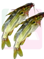 Tengra Fish 