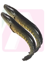 Soil Fish 