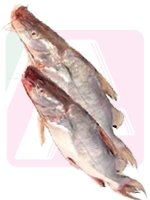 Ayre Fish 