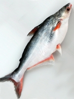 Pangas Fish 